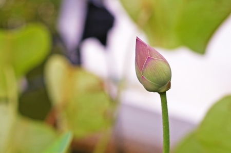 lotus flower in the green gardenの写真素材