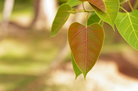 pipal tree leaf in the gardenの写真素材
