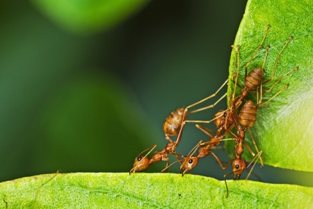 weaver ants are making a hive from joining tree leafの写真素材