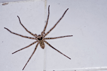 Huntsman spider on the wall in the houseの写真素材
