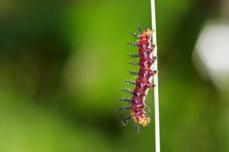 caterpillar of butterfly is staying on the grass branch