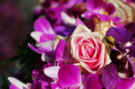 close up of pink rose in the orchid groupの写真素材