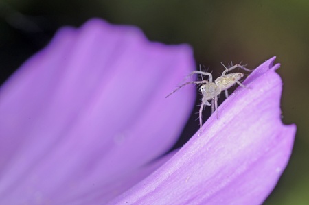 a tiny lynx spider is climbing on the cosmos petalの写真素材