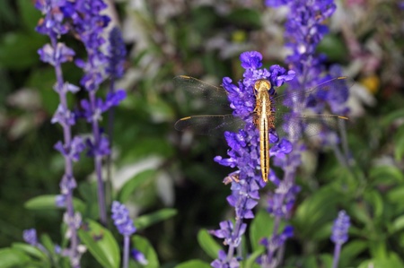 close up of the dragonfly is resting on the lavender flowerの写真素材