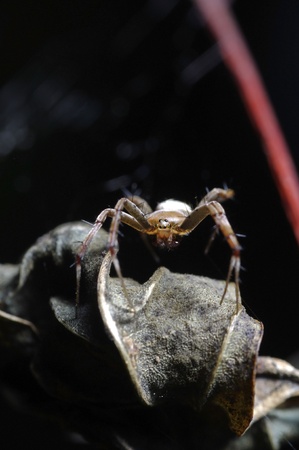 garden spider is walking on the leafの写真素材