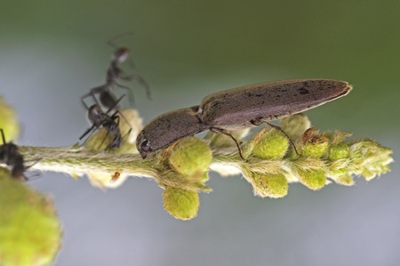Click beetle on the plant tipの写真素材