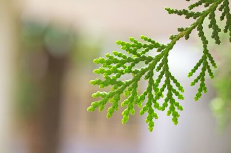 young Junipers shoot on the tree in the gardenの写真素材