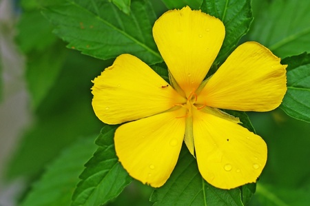 yellow Sage Rose flower close upの写真素材