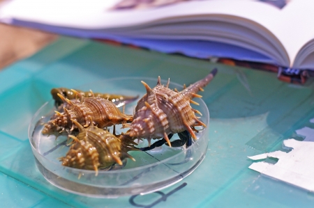 hemit crab in the petri dish on the scientific study