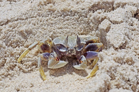 a crab is staying on the sand beach