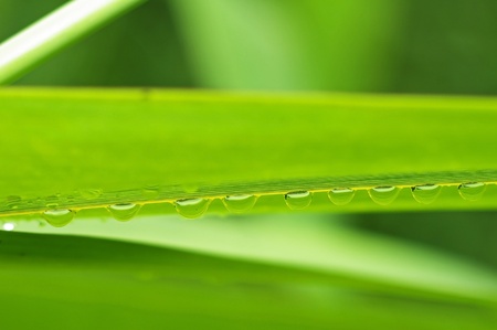 a row of rain dew drops under the grass leafの写真素材