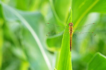 dragonfly is staying on the corn leaf