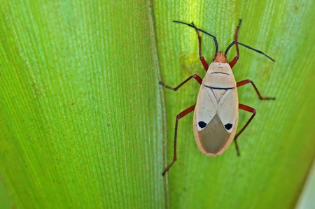 cotton stainer bug is walking on the tropical tree leafの写真素材