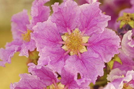 Queen s flower or Queen s crape myrtle in the parkの写真素材