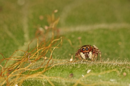 jumping spider is staying on the green leaf