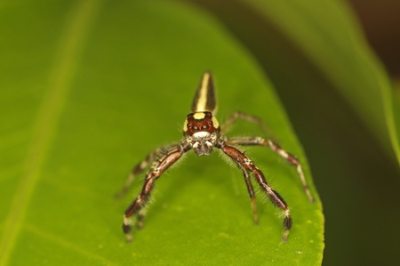 long-legged jumping spider is on the green leaf, front view