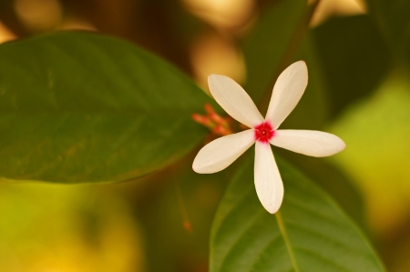 white flower and the leaf on the green backgroundの写真素材