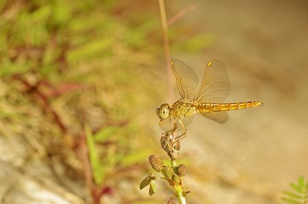dragonfly is staying on the mimosa flower budの写真素材
