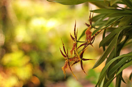 orchid flower in the oriental gardenの写真素材
