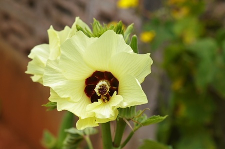 hollyhock flowers in the garden