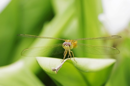 dragonfly is staying on the flower bud