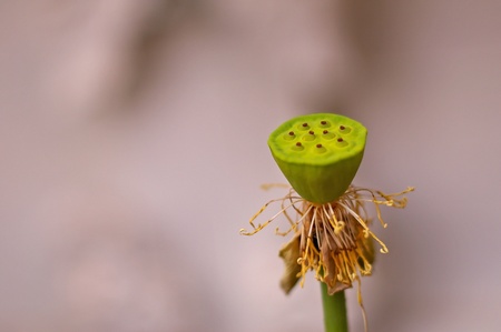 water lily seed on the aging flower shootの写真素材