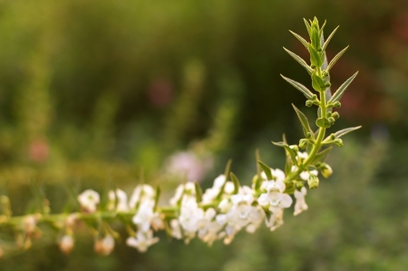 shoot of the flower in the gardenの写真素材