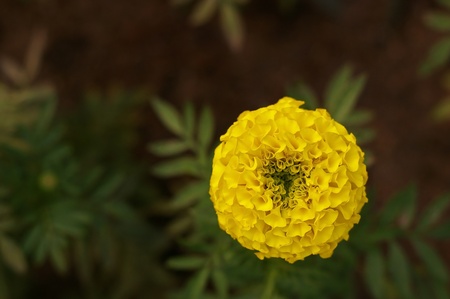 yellow Marigold flower in the gardenの写真素材