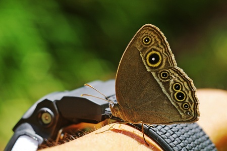 butterfly is sucking sweat from human arm skin