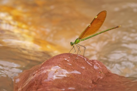 damselfly is staying on the rock in the streamの写真素材