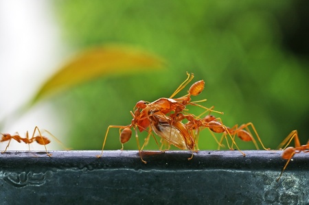 weaver ants are carrying the food on the iron barの写真素材