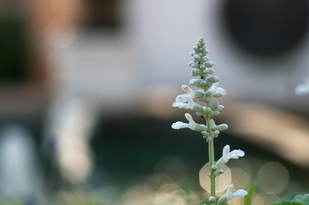 white lavender flowers in the gardenの写真素材