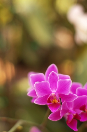 violet orchid in the green gardenの写真素材