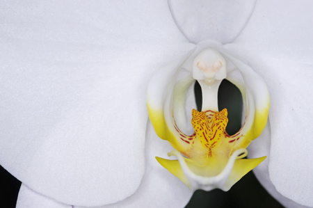 close up of the moth orchid structureの写真素材