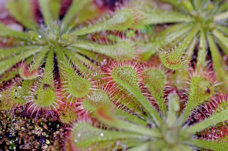sundew plant in the botanical gardenの写真素材