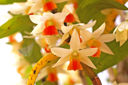 orchid flowers in the botanical gardenの写真素材