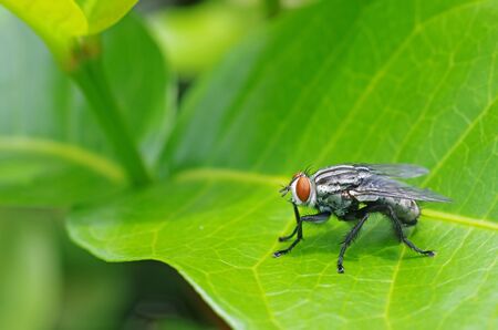 house fly is staying on the tree leaf