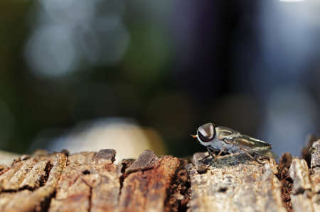 a gadfly is staying on tree bark with bokeh backgroundの写真素材