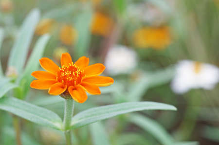 orange daisy flower in the gardenの写真素材