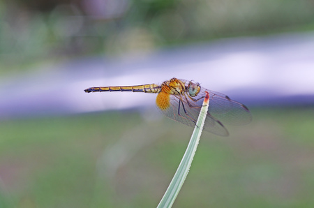 dragonfly is standing on the plant tip