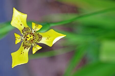 water iris flower in the garden