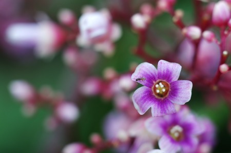 starfruit flowers in the gardenの写真素材