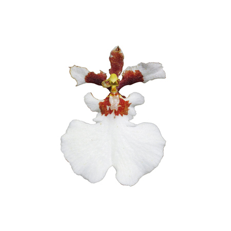 white orchid flowers isolated on white backgroundの写真素材
