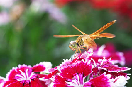dragonfly is staying on the red flowers in the gardenの写真素材