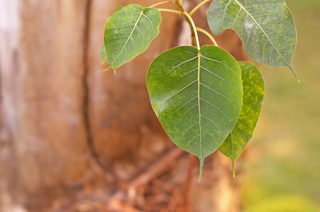 Pipal leafs in the tropical forestの写真素材