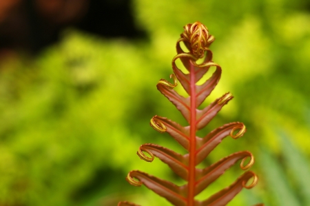 shoot of fern on the green backgroundの写真素材