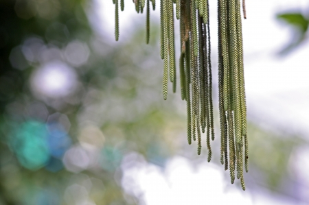 shoot of the tassel fern in the green gardenの写真素材