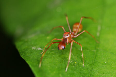 ant spider is staying on the green leafの写真素材