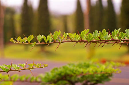 leaf with spine of the bonsai in the gardenの写真素材
