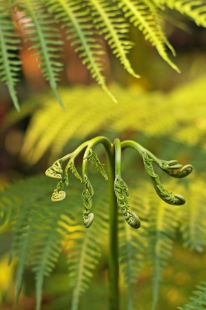 shoot of fern in the green gardenの写真素材